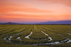 Parque Natural del Delta del Ebro