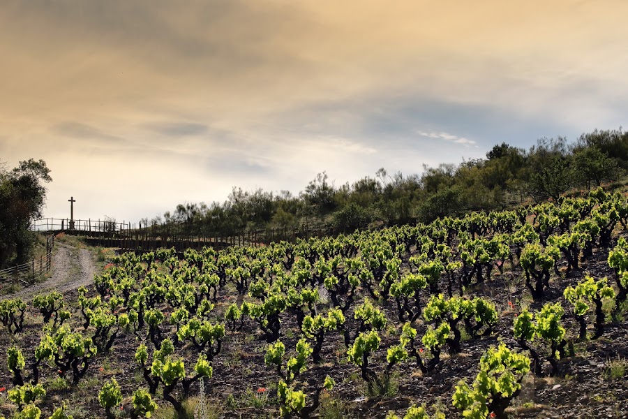 Bodegas Frontonio