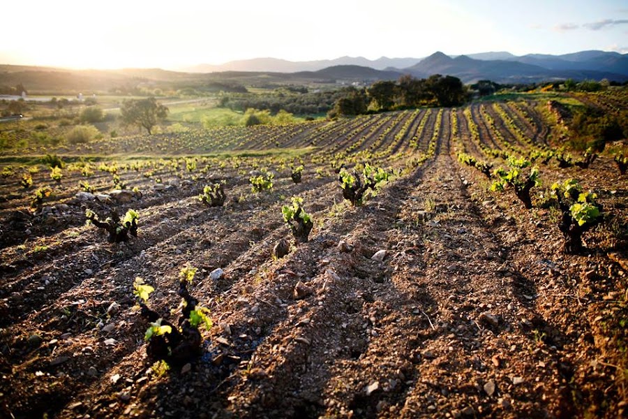 Celler La Vinyeta