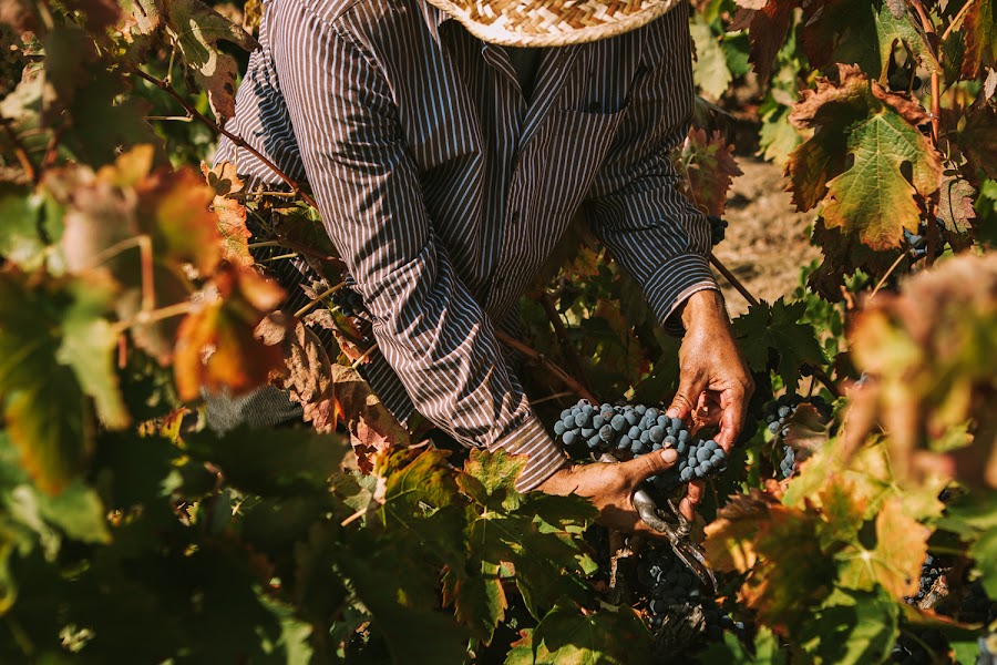 Celler Masroig