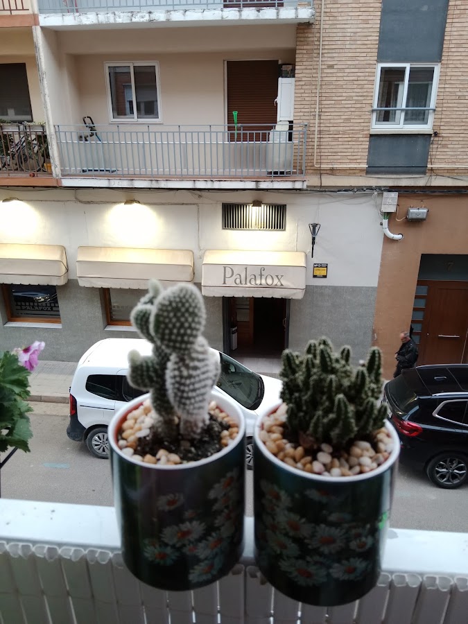 Palafox